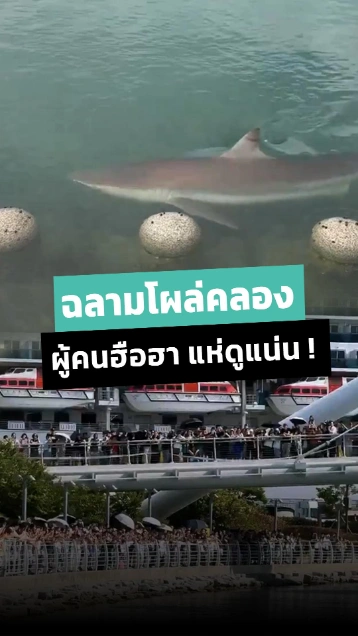 ฮือฮา ! ฉลามตัวใหญ่โผล่คลองสาธารณะที่ปูซาน