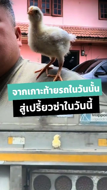 ลูกเจี๊ยบเกาะท้ายรถ หลังได้บ้านใหม่...วันนี้เปรี้ยวซ่าก๋ากั่น !