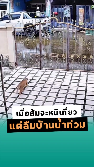 เมื่อส้มจะหนีเที่ยว แต่ลืมไปบ้านน้ำท่วม