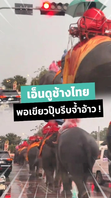ช้างติดไฟแดง พอไฟเขียวเดินสับดุ๊กดิ๊ก มากันเป็นขบวนเห็นแล้วเอ็นดู