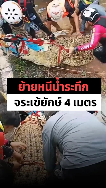 ย้ายหนีน้ำระทึก ! จระเข้ยักษ์ 4 เมตร หนักกว่า 400 กก. ออกจากพื้นที่น้ำท่วม