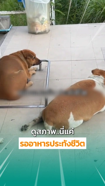 พวกแกดูสภาพหมาเซเว่นนี่สิ.. แต่ละตัวแบบว่า ?