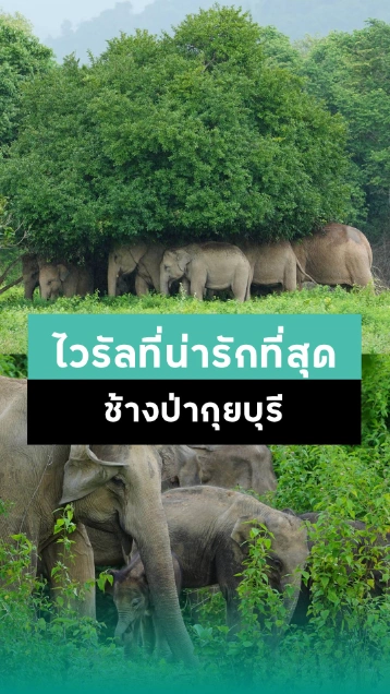 ช้างป่ากุยบุรี ท่ามกลางผืนป่าสีเขียวชอุ่ม มุมนี้ทั้งอบอุ่นและทำใจฟู