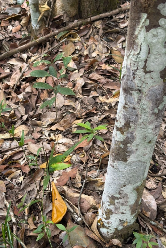 ชาวบ้านเดินป่าที่ภูเขาควาย เห็นงูอยู่ตรงนั้น แต่ชาวเน็ตซูมหากันให้ควั่ก