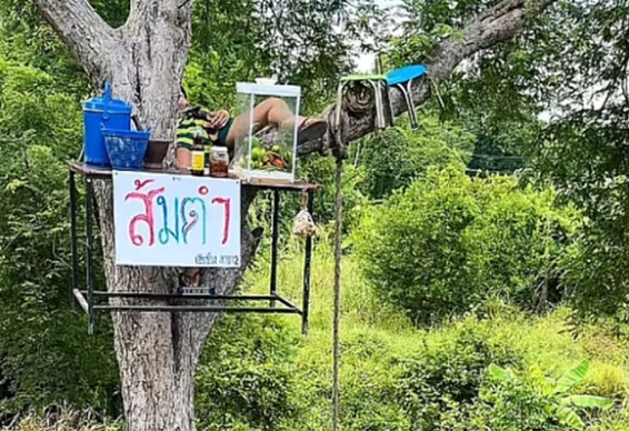 มิติใหม่แห่งการเปิดร้านส้มตำ เน้นเจาะลูกค้าเป็นชาวป่าโดยเฉพาะ
