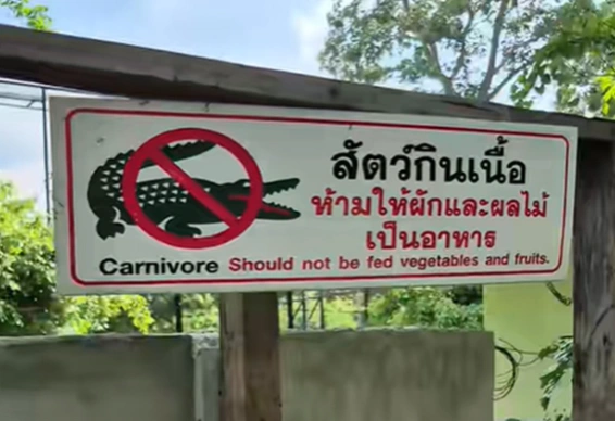 ป้ายเตือนให้อาหารจระเข้ตรงหน้าทางเข้า พอเข้าไปดูตรงบ่อ สงสัยจระเข้จะกลายพันธุ์