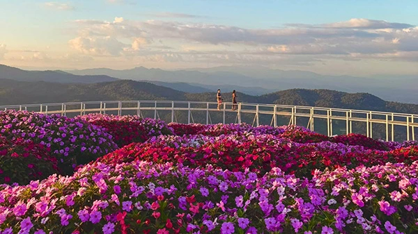 สวนดอกไม้เชียงใหม่ 2569 รวมพิกัดสวนสวยรับลมหนาว