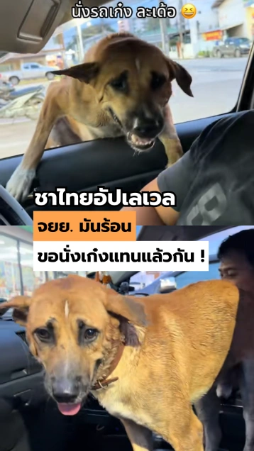 ชาไทย อัปเลเวล จยย. มันร้อน ขอนั่งเก๋งแทนแล้วกัน !