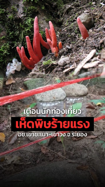 เตือน ! เห็ดปะการังไฟพิษ ที่เขาชะเมา เจอห้ามจับอันตรายมาก