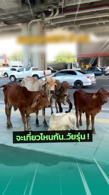 จะนัดกันไปเที่ยวไหนละนั่น... รอนี่นะพวก
