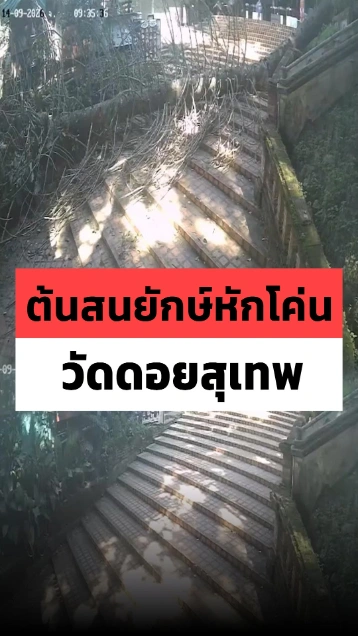 ระทึกวัดดอยสุเทพ ต้นสนยักษ์เก่าแก่หักโค่นกะทันหัน เฉียดร้านค้าไปหวุดหวิด
