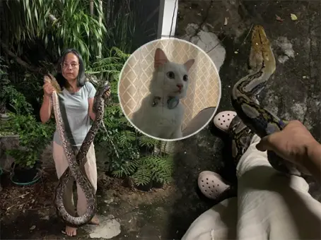 หญิงเล่าระทึก นาทีช่วยน้องแมวหวิดถูกงูเขมือบ ช็อกงูเปลี่ยนเป้ามารัดขาเจ้าของแทน