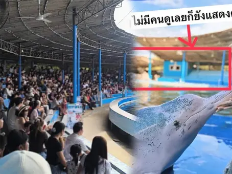 ที่เที่ยวดัง จากโชว์โลมาแม้ไร้คนดู วันนี้พลังน้ำใจสร้างปาฏิหาริย์ ภาพที่ไม่ได้เห็นมานาน