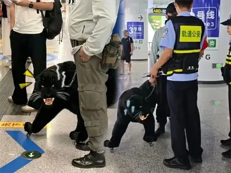 ไวรัลกุมขมับ เสือดำโผล่สถานีรถไฟ มีคนจูงเข้ามา ดูดี ๆ ทำไมติดล้อ ใครช่างหาทำ