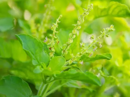 ส่องหน้าตา กะเพรา 4 สายพันธุ์ ที่เอกชนจดทะเบียน - รมว. เกษตร แจงกระทบประชาชนไหม
